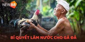 Bí Quyết Làm Nước Cho Gà Đá Hiệu Quả, Đúng Kỹ Thuật